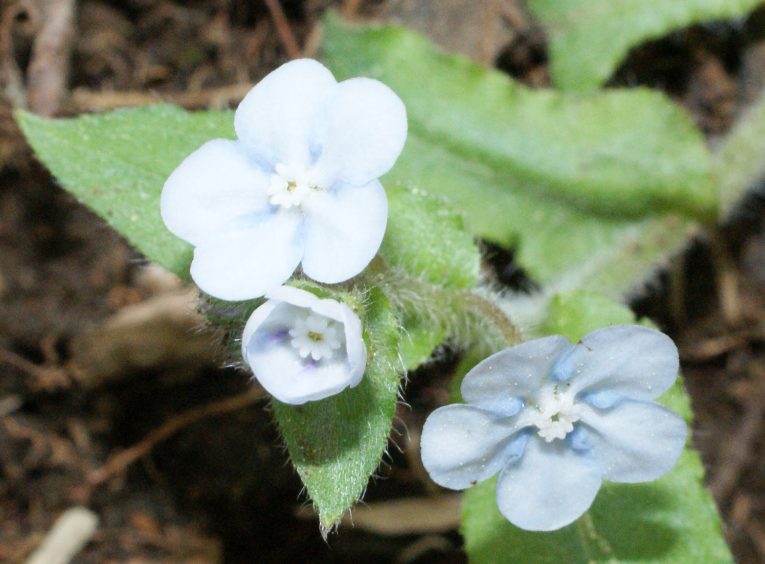 瑠璃草 花苗 山野草 ガーデニング 青花 草盆栽 虹 ルリソウ